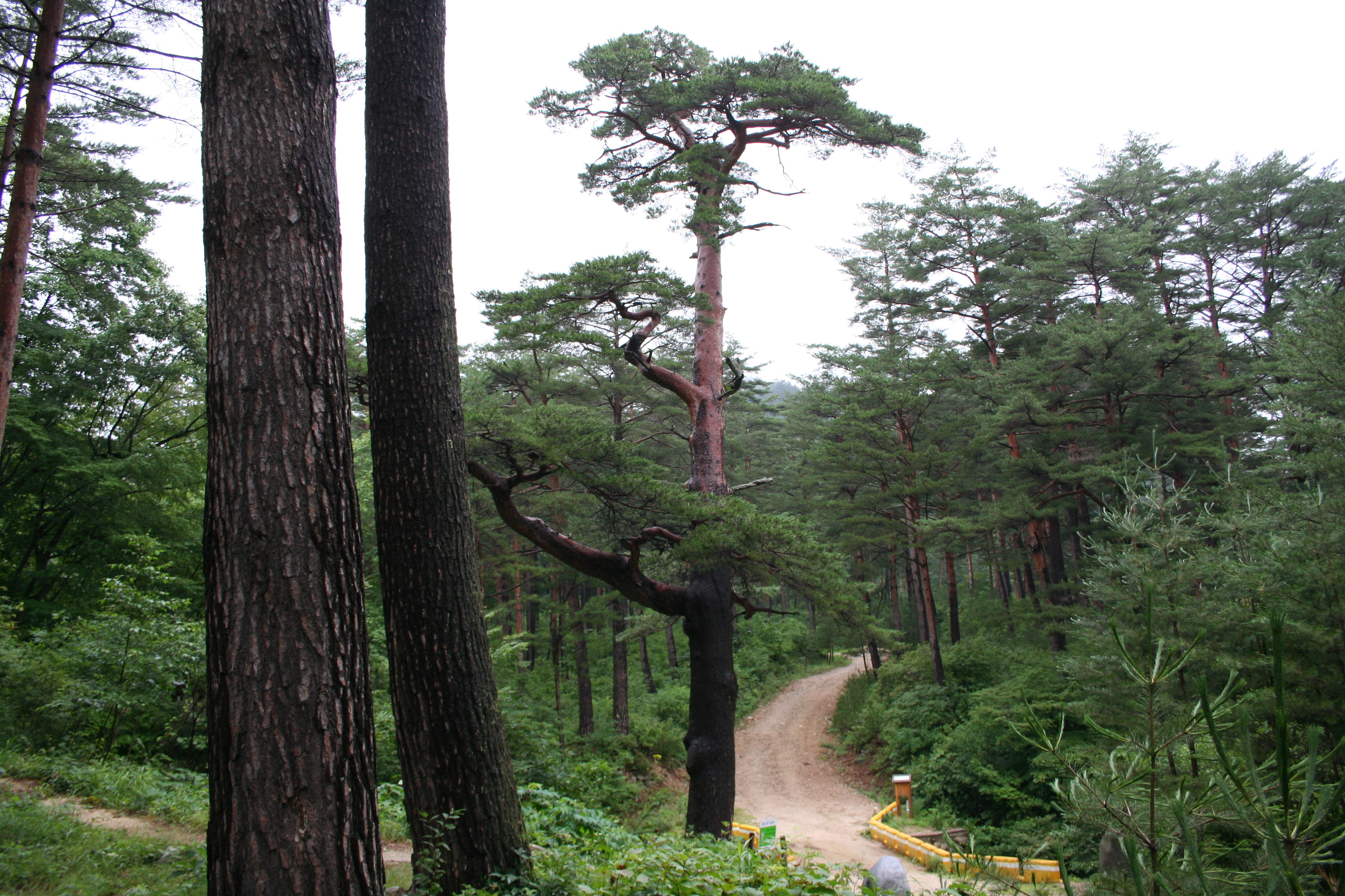 남부지방산림청, 산림유전자원보호구역 보존을 위한 관리 강화 이미지2